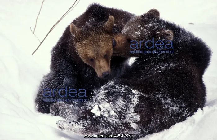 : Brown bear - Juveniles playing in snow : Brown bear - Juveniles playing in snow