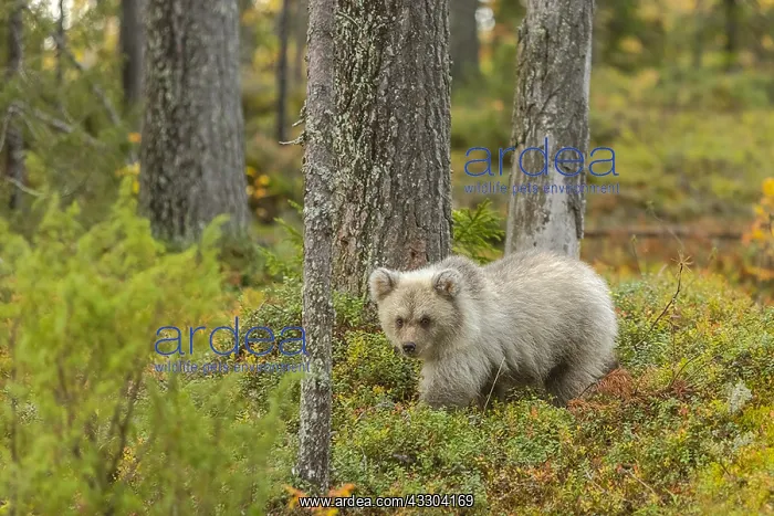 : Brown bear - a very light coloured new bear cub : Brown bear - a very light coloured new bear cub