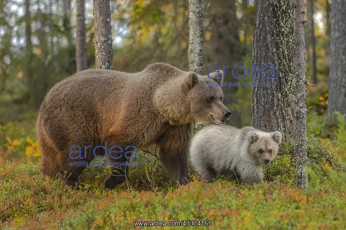 : Brown bear - mother bear with new cub in colourful : Brown bear - mother bear with new cub in colourful