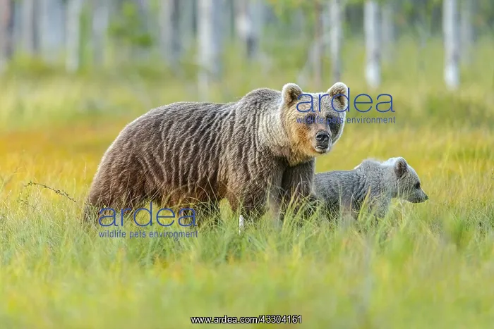 : Brown bear - mother bear with new cub in swampy : Brown bear - mother bear with new cub in swampy