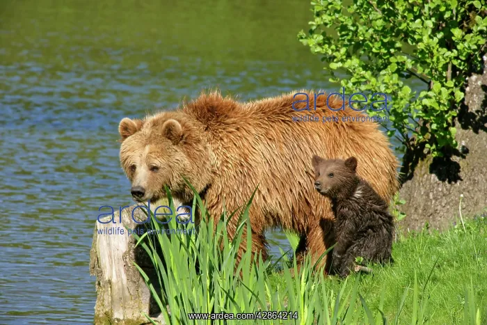 : Brown Bear - mother and cub standing at lakeshore : Brown Bear - mother and cub standing at lakeshore