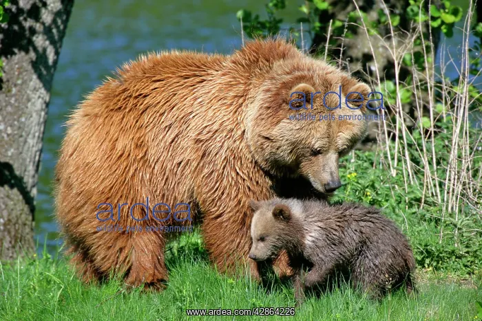 : Brown Bear - mother observing cub : Brown Bear - mother observing cub