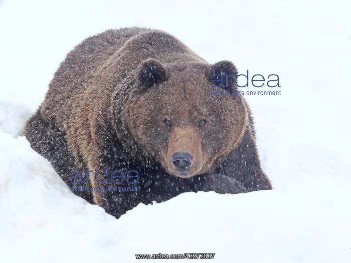 : brown bear-old male is lying in snow, Bayerischer : brown bear-old male is lying in snow, Bayerischer