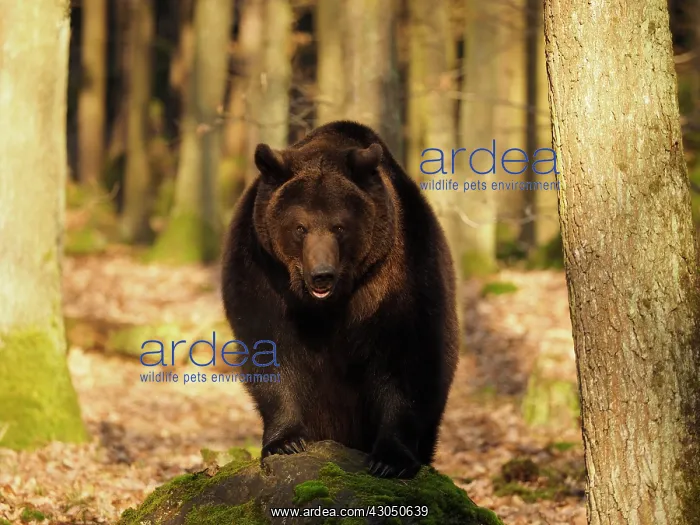 : Brown Bear- old male on a rock looking, Czech Republic : Brown Bear- old male on a rock looking, Czech Republic