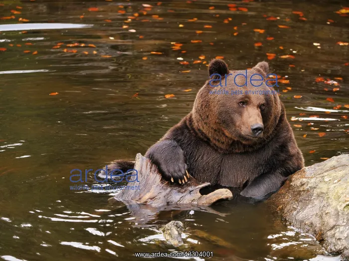  : Brown Bear-old male sitting in Water, Bayerischer
