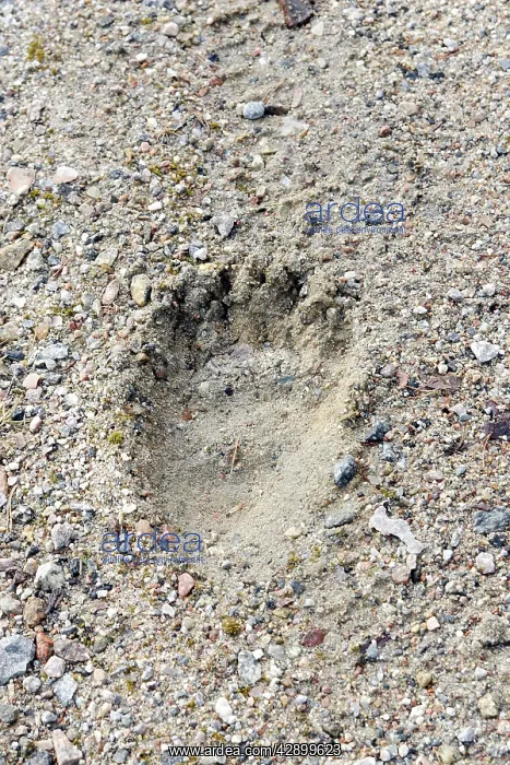 : Brown Bear - paw print : Brown Bear - paw print
