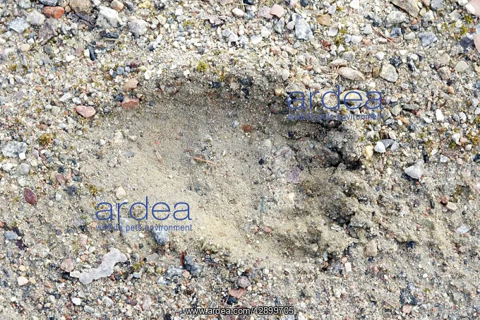 : Brown Bear - paw print : Brown Bear - paw print