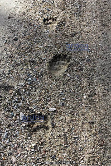 : Brown Bear - paw prints : Brown Bear - paw prints