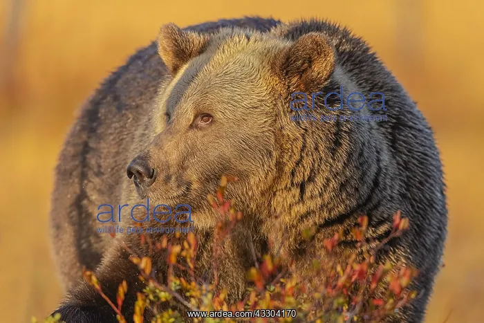 : Brown bear - portrait of an adult male bear with : Brown bear - portrait of an adult male bear with