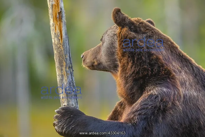 : Brown bear - portrait of an adult male bear standing : Brown bear - portrait of an adult male bear standing