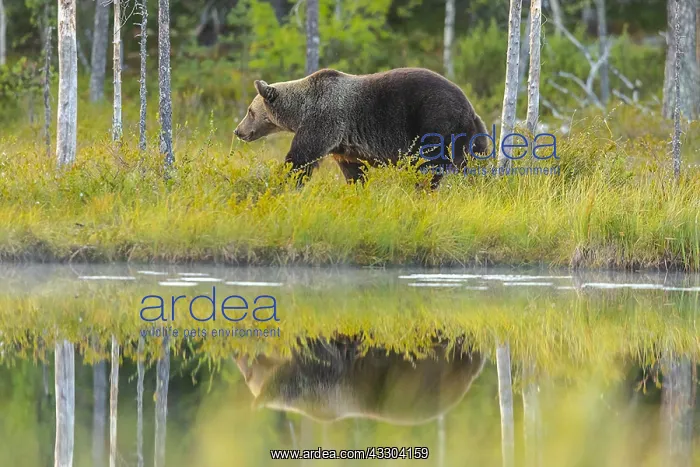 : Brown bear - reflecting adult male bear strolling : Brown bear - reflecting adult male bear strolling