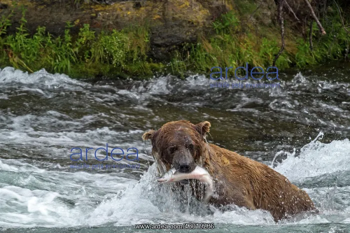 : Brown Bear with Salmon fish (Salmo sp.) prey in its mouth : Brown Bear with Salmon fish (Salmo sp.) prey in its mouth