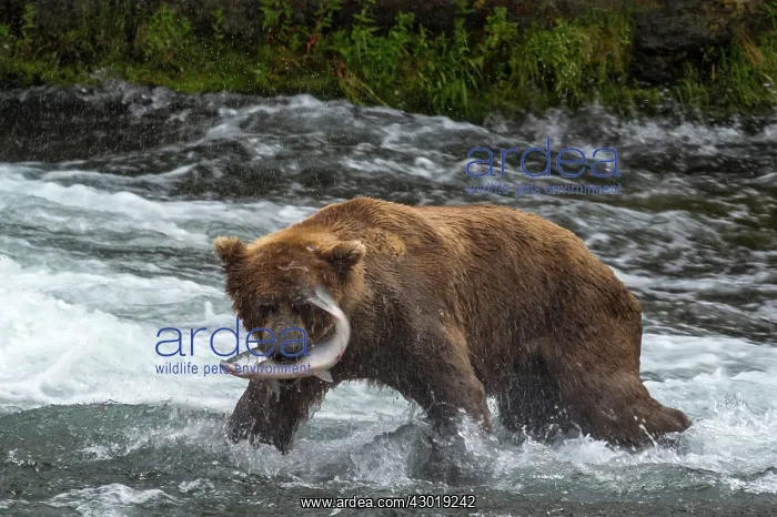 : Brown Bear with Salmon fish (Salmo sp.) prey in its mouth : Brown Bear with Salmon fish (Salmo sp.) prey in its mouth