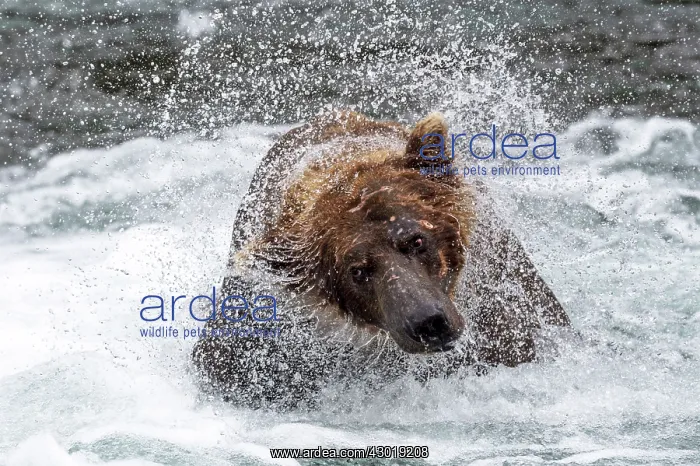  : Brown Bear shaking its head
