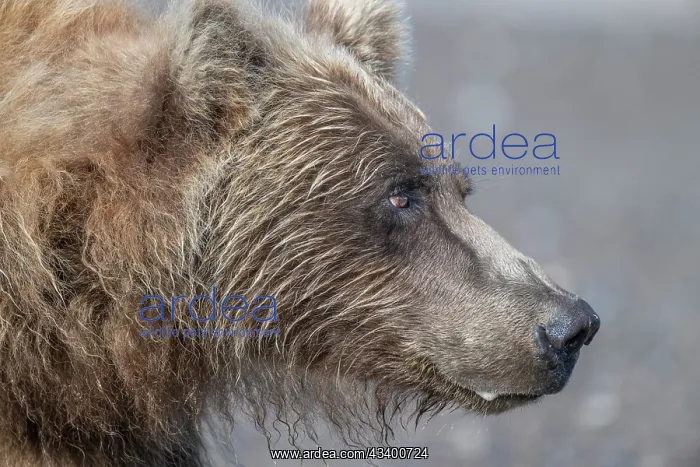: Brown bear shows its profile : Brown bear shows its profile