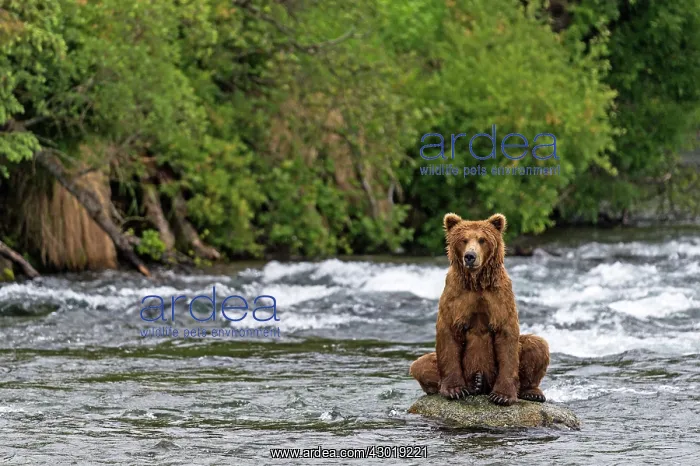 : Brown Bear sitting on rock in river