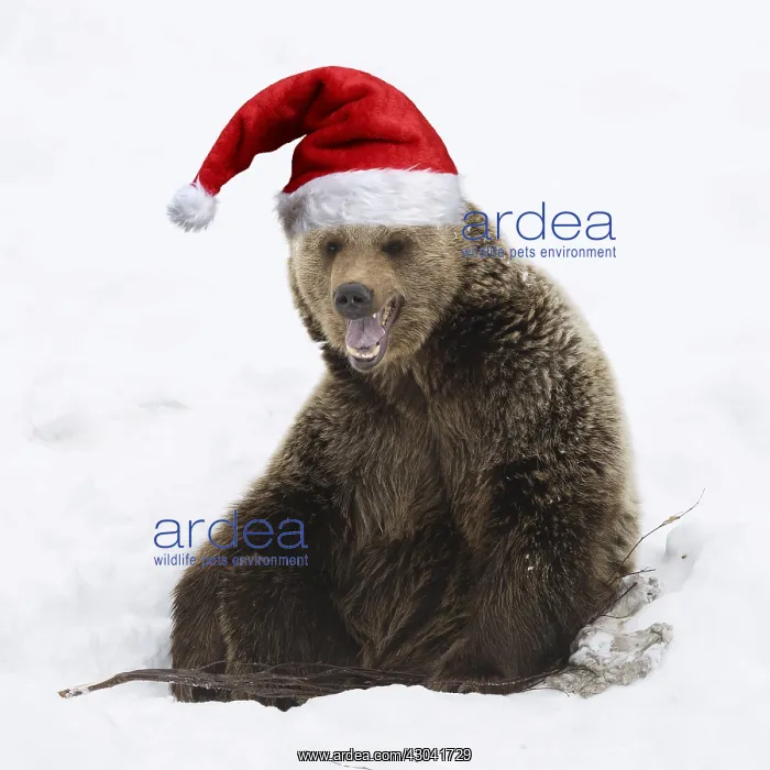 : Brown Bear sitting in snow wearing Christmas hat : Brown Bear sitting in snow wearing Christmas hat