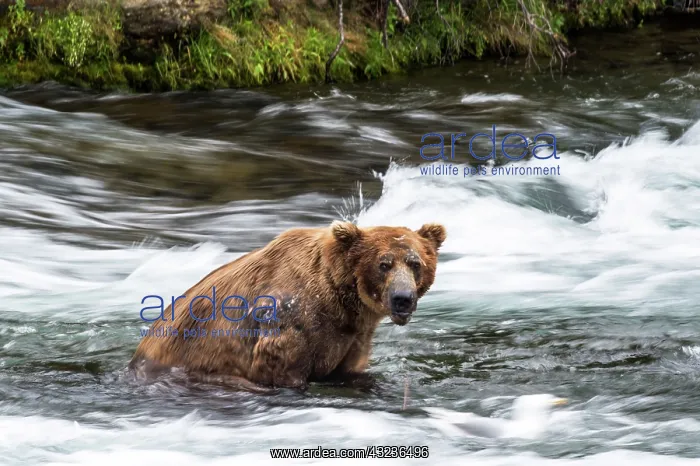  : Brown Bear sitting in the water