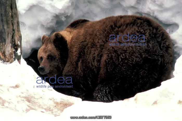 : Brown Bear - In snow, entering cave for hibernation : Brown Bear - In snow, entering cave for hibernation