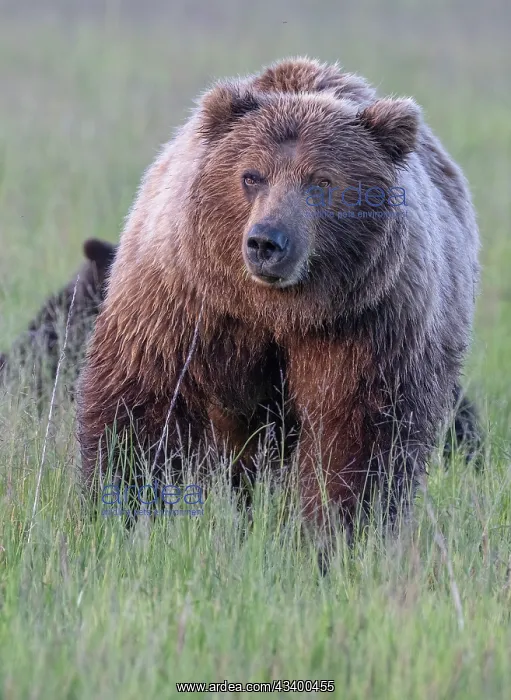 : Brown bear sow goes eye to eye with the photographer : Brown bear sow goes eye to eye with the photographer