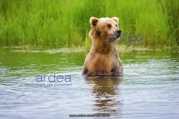 : Brown Bear standing on Brooks River, Katmai National : Brown Bear standing on Brooks River, Katmai National