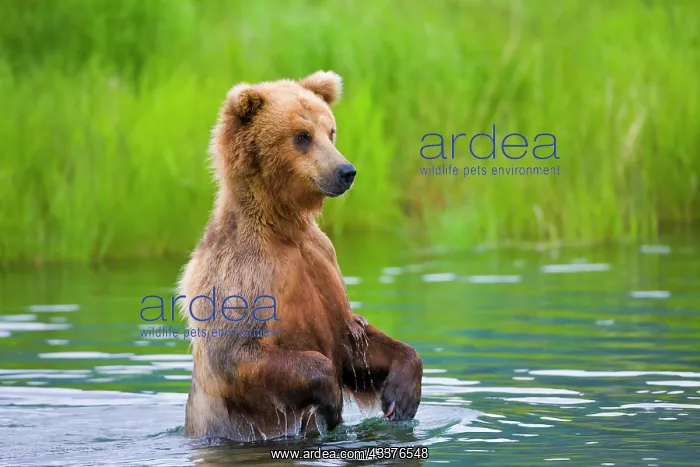 : Brown Bear standing in Brooks River, Katmai National : Brown Bear standing in Brooks River, Katmai National