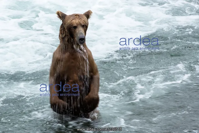  : Brown Bear standing in the river