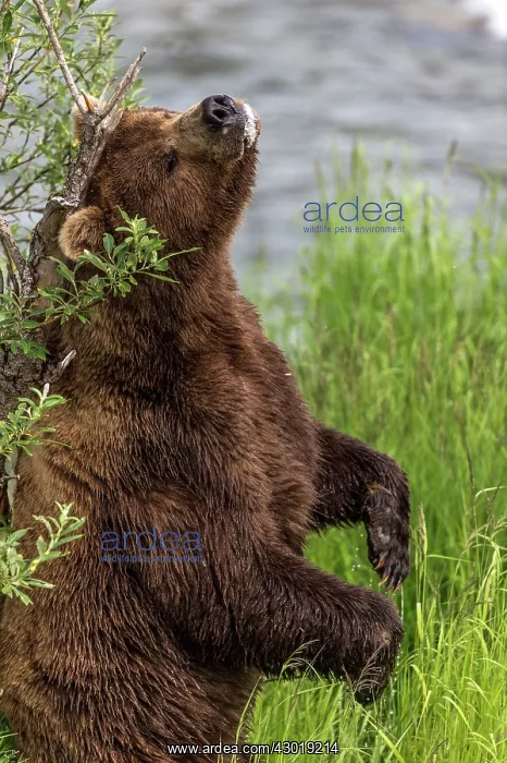 : Brown Bear standing and scratching its back against a tree : Brown Bear standing and scratching its back against a tree