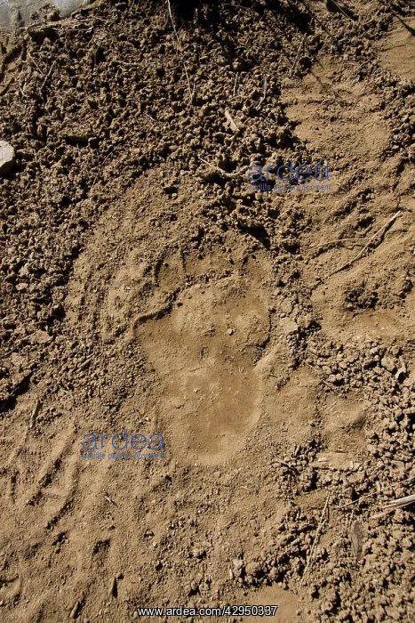 : Brown Bear - track in wild : Brown Bear - track in wild