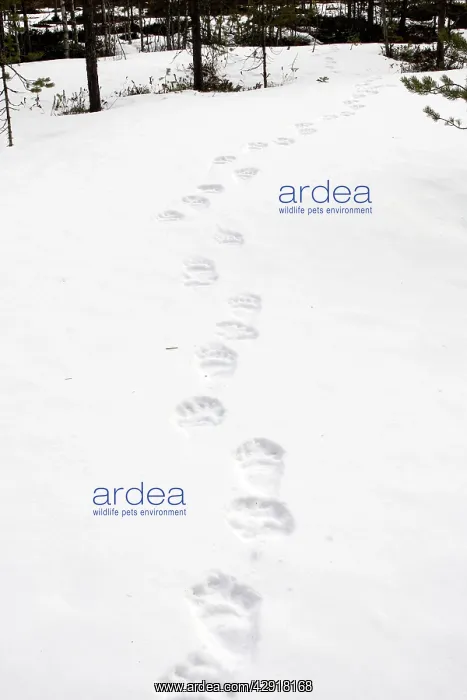 : Brown Bear - tracks in snow : Brown Bear - tracks in snow