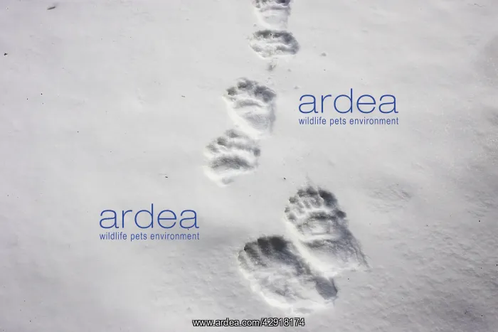 : Brown Bear - tracks in snow : Brown Bear - tracks in snow
