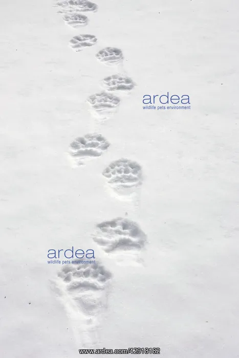 : Brown Bear - tracks in snow : Brown Bear - tracks in snow