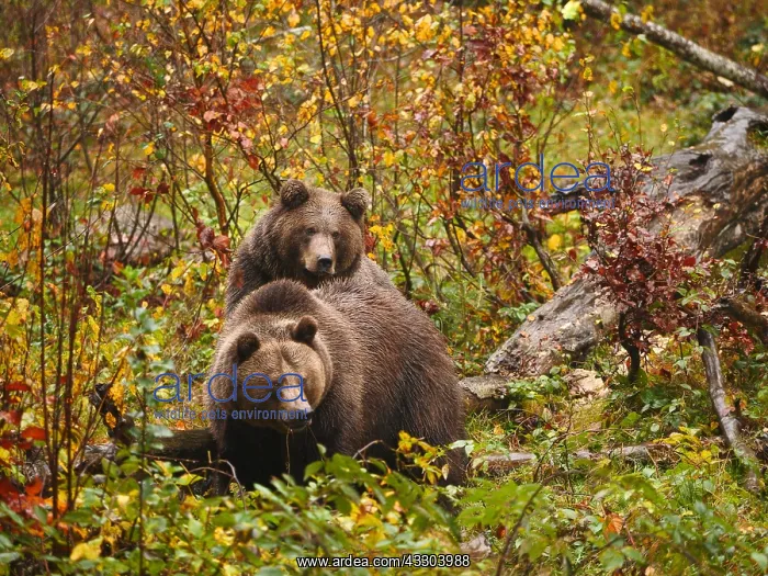 : Brown Bear-two of them in autumn leaves, Bayerischer : Brown Bear-two of them in autumn leaves, Bayerischer