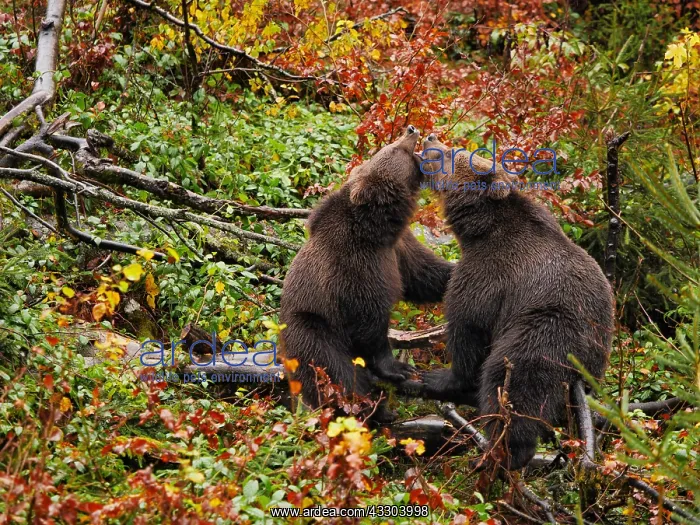 : Brown Bear-two young bears are playing in autumn : Brown Bear-two young bears are playing in autumn