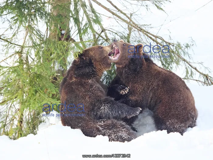 : Brown Bear-two young bears are playing in snow, Bayerischer : Brown Bear-two young bears are playing in snow, Bayerischer