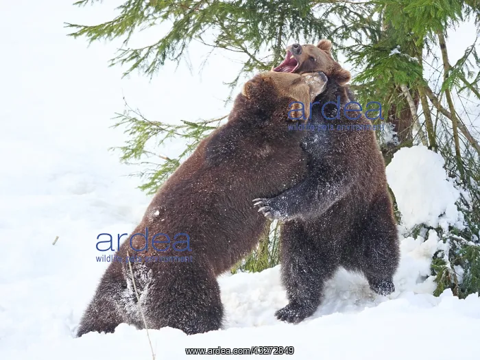 : Brown Bear-two young bears are playing in snow, Bayerischer : Brown Bear-two young bears are playing in snow, Bayerischer