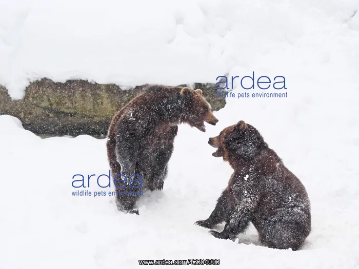: Brown Bear-two young bears are playing in snow, Bayerischer : Brown Bear-two young bears are playing in snow, Bayerischer
