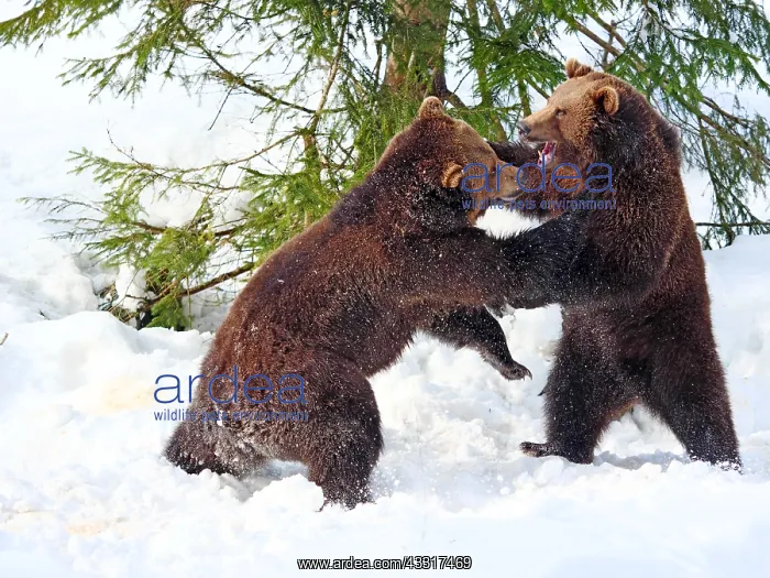 : Brown Bear-two young bears are playing in snow, Bayerischer : Brown Bear-two young bears are playing in snow, Bayerischer