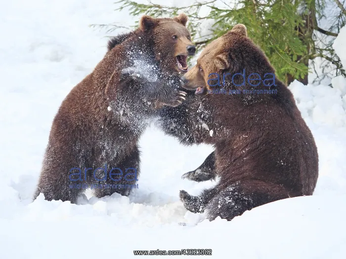 : Brown Bear-two young bears are playing in snow, Bayerischer : Brown Bear-two young bears are playing in snow, Bayerischer