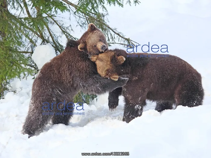  : Brown Bear-two young bears are playing in snow, Bayerischer