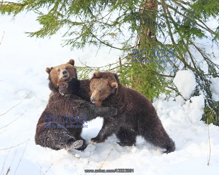 : Brown Bear-two young bears are playing in snow, Bayerischer : Brown Bear-two young bears are playing in snow, Bayerischer