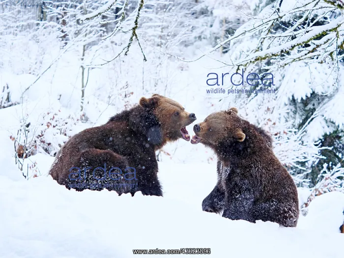 : Brown Bear-two young bears are playing in snow, Bayerischer : Brown Bear-two young bears are playing in snow, Bayerischer