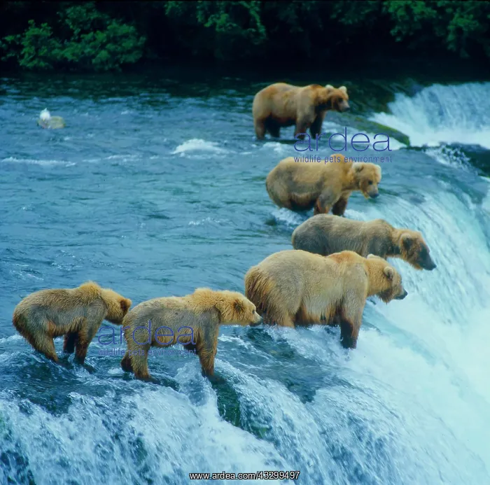 : Brown bear (Ursus arctos) : Brown bear (Ursus arctos)