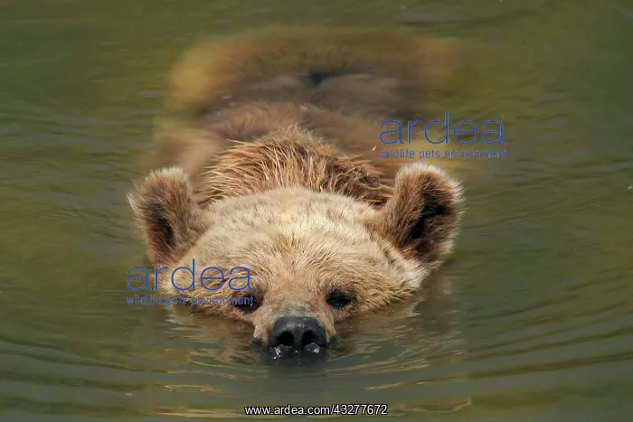 : Brown bear (Ursus arctos) bathes in pond, France : Brown bear (Ursus arctos) bathes in pond, France