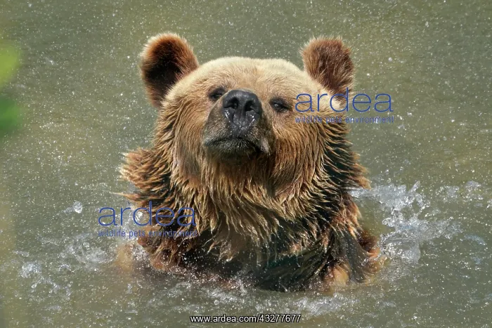 : Brown bear (Ursus arctos) bathes in pond, France : Brown bear (Ursus arctos) bathes in pond, France