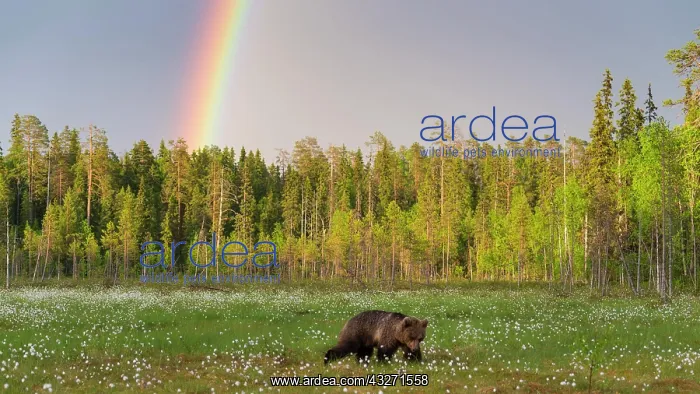 : Brown bear (Ursus arctos ) in a bog with fruiting : Brown bear (Ursus arctos ) in a bog with fruiting