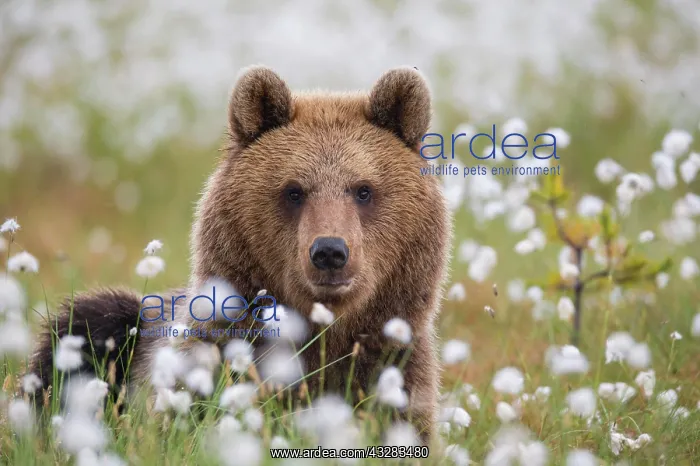 : Brown bear (Ursus arctos) in a bog with fruiting : Brown bear (Ursus arctos) in a bog with fruiting