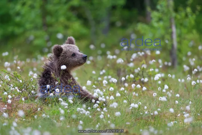 : Brown bear (Ursus arctos) in a bog with fruiting : Brown bear (Ursus arctos) in a bog with fruiting