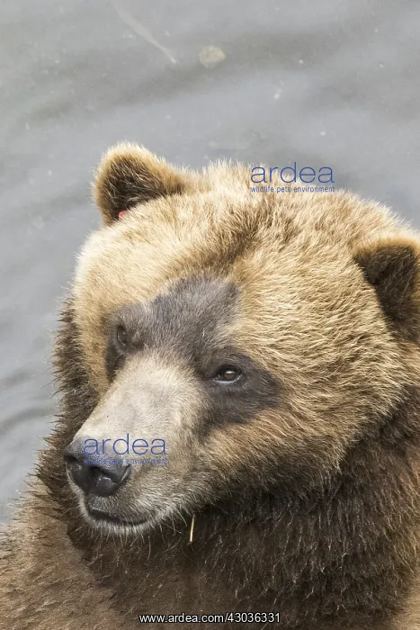 : brown bear, Ursus arctos, (C) Southeast Alaska, USA : brown bear, Ursus arctos, (C) Southeast Alaska, USA