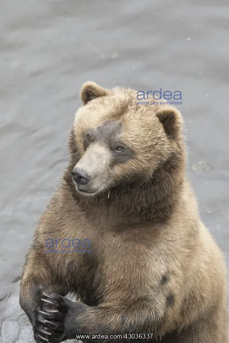  : brown bear, Ursus arctos, (C) Southeast Alaska, USA